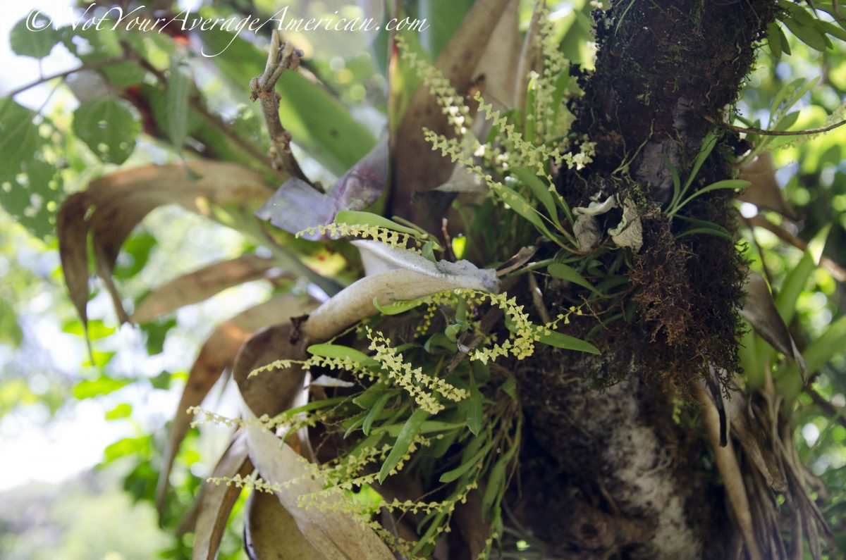 Tiny orchids; Cascada Condor Machay, Ecuador Tiny orchids; Cascada Condor Machay, Ecuador