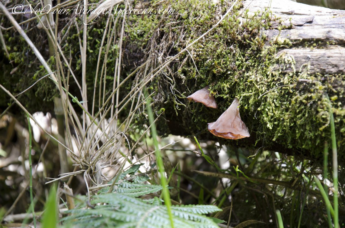 Mushrooms; Cascada Condor Machay, Ecuador Mushrooms; Cascada Condor Machay, Ecuador