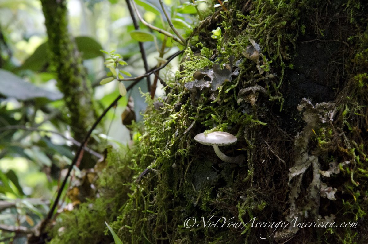 Mushrooms; Cascada Condor Machay, Ecuador Mushrooms; Cascada Condor Machay, Ecuador