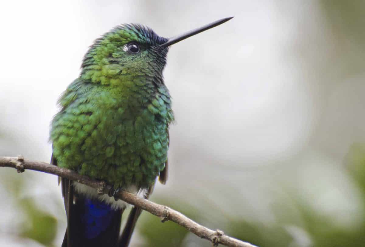 Sapphire-vented Puffleg Sapphire-vented Puffleg