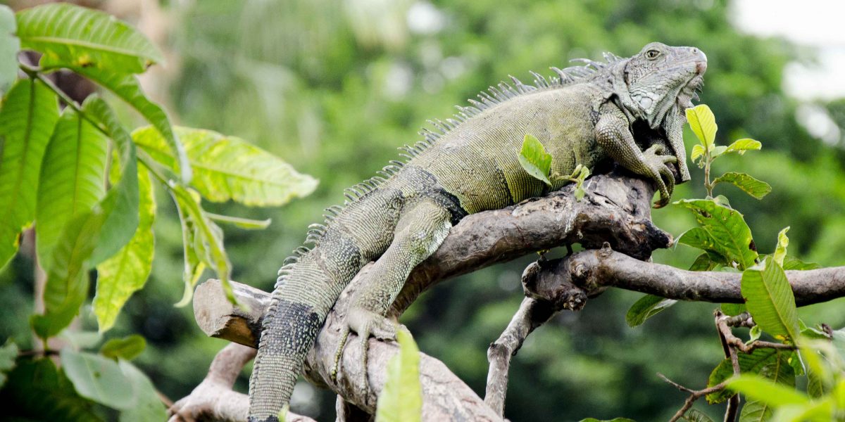 Iguana in Tree, Parque Seminario, Guayaquil, Ecuador | ©Angela Drake Iguana in Tree, Parque Seminario, Guayaquil, Ecuador | ©Angela Drake