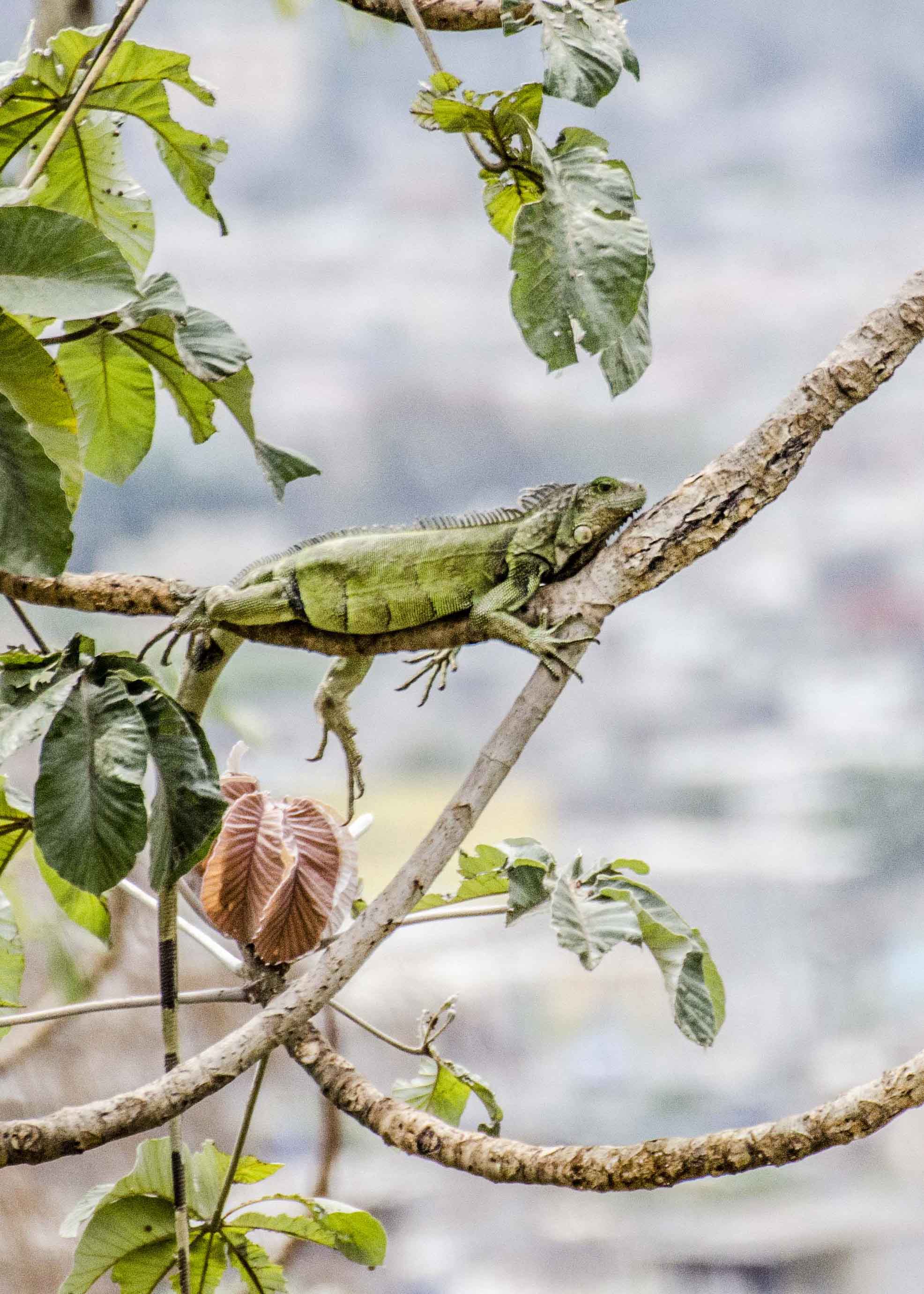 Green Iguana, Botanical Garden, Guayaquil, Ecuador | ©Angela Drake Green Iguana, Botanical Garden, Guayaquil, Ecuador | ©Angela Drake