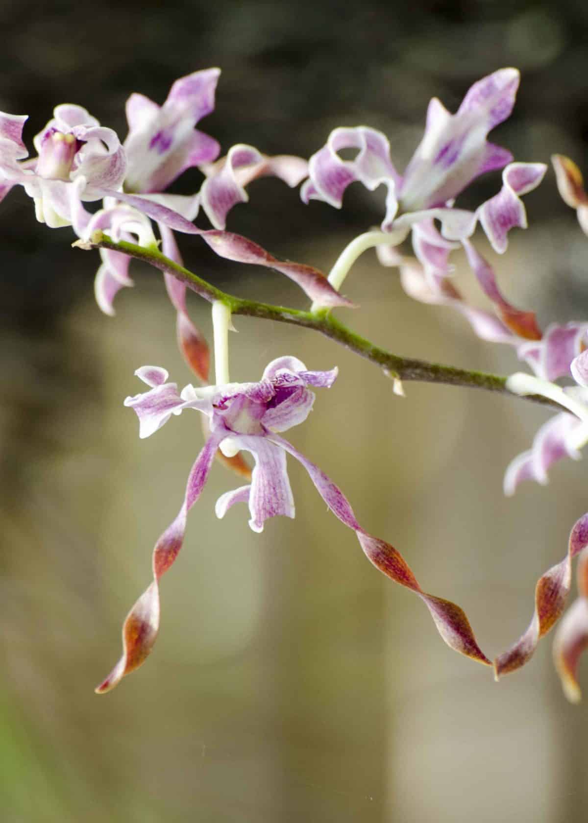 Orchid, Botanical Garden, Guayaquil, Ecuador | ©Angela Drake Orchid, Botanical Garden, Guayaquil, Ecuador | ©Angela Drake