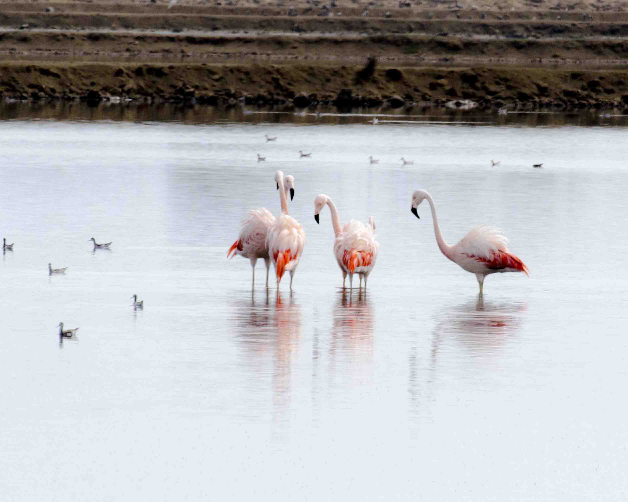 Chilean Flamingos