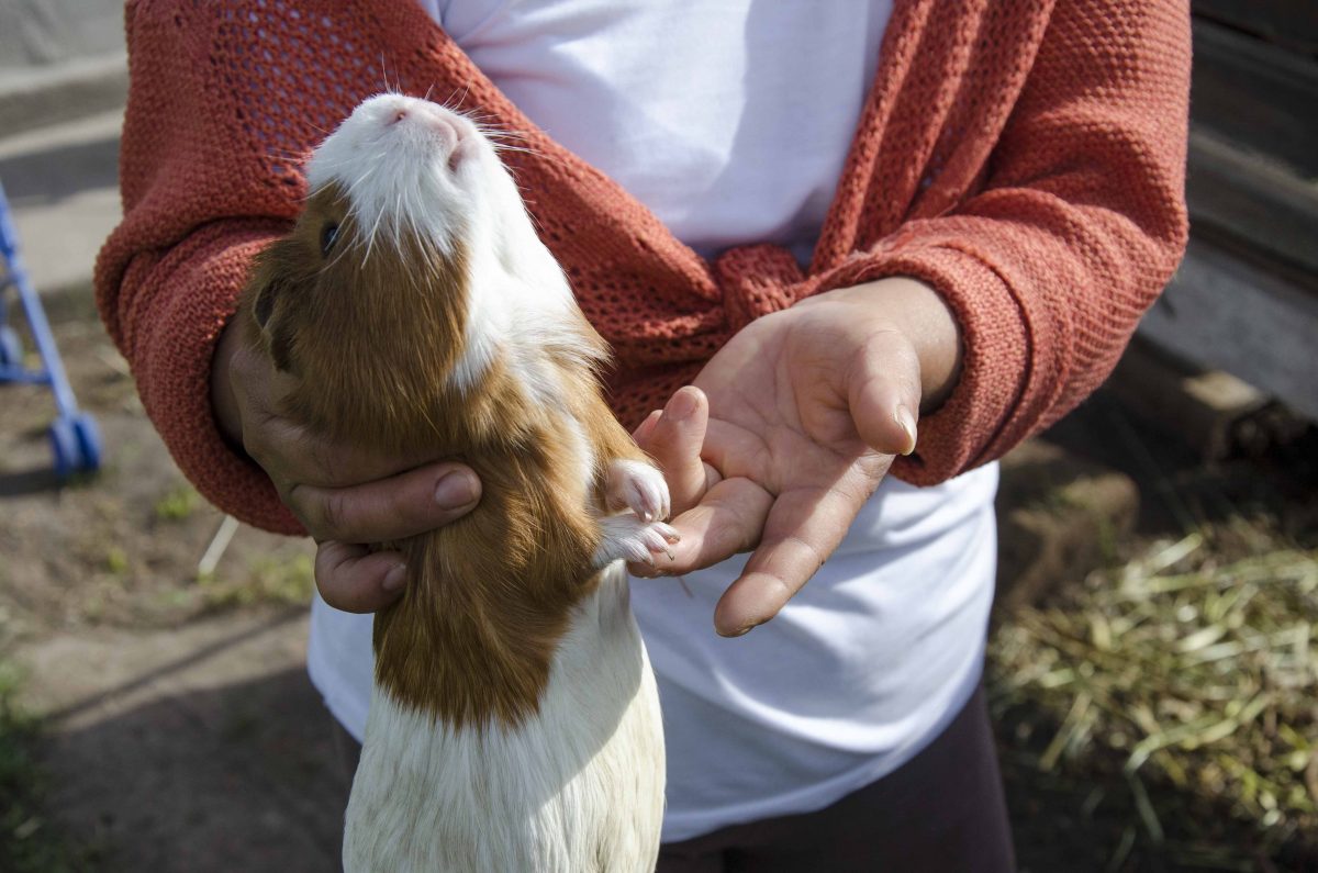 Cuy grow to be large Cuy grow to be large, Raising Guinea Pig, Oyambarillo, Ecuador
