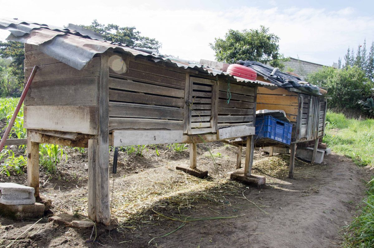 Guinea Pig Hutches Guinea Pig Hutches, Oyambarillo, Quito