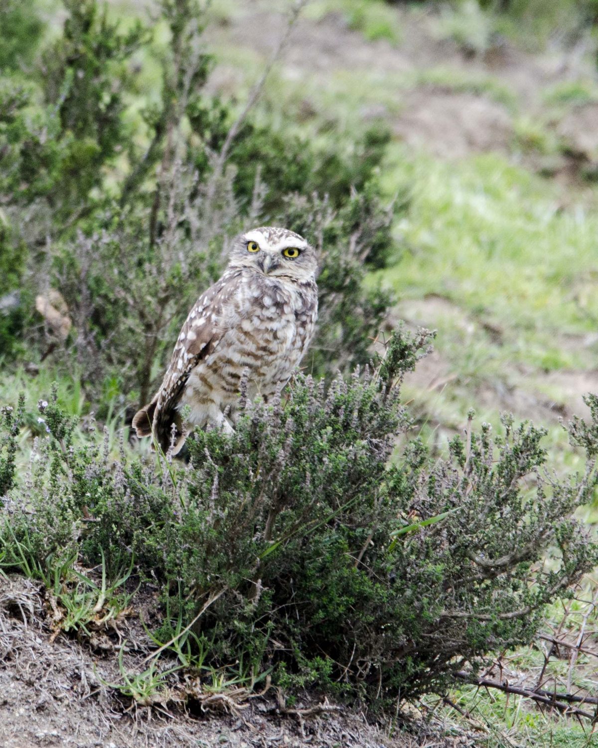 Burrowing Owl; Cochasqui, Pichincha, Ecuador | ©Angela Drake / Not Your Average American Burrowing Owl; Cochasqui, Pichincha, Ecuador | ©Angela Drake / Not Your Average American