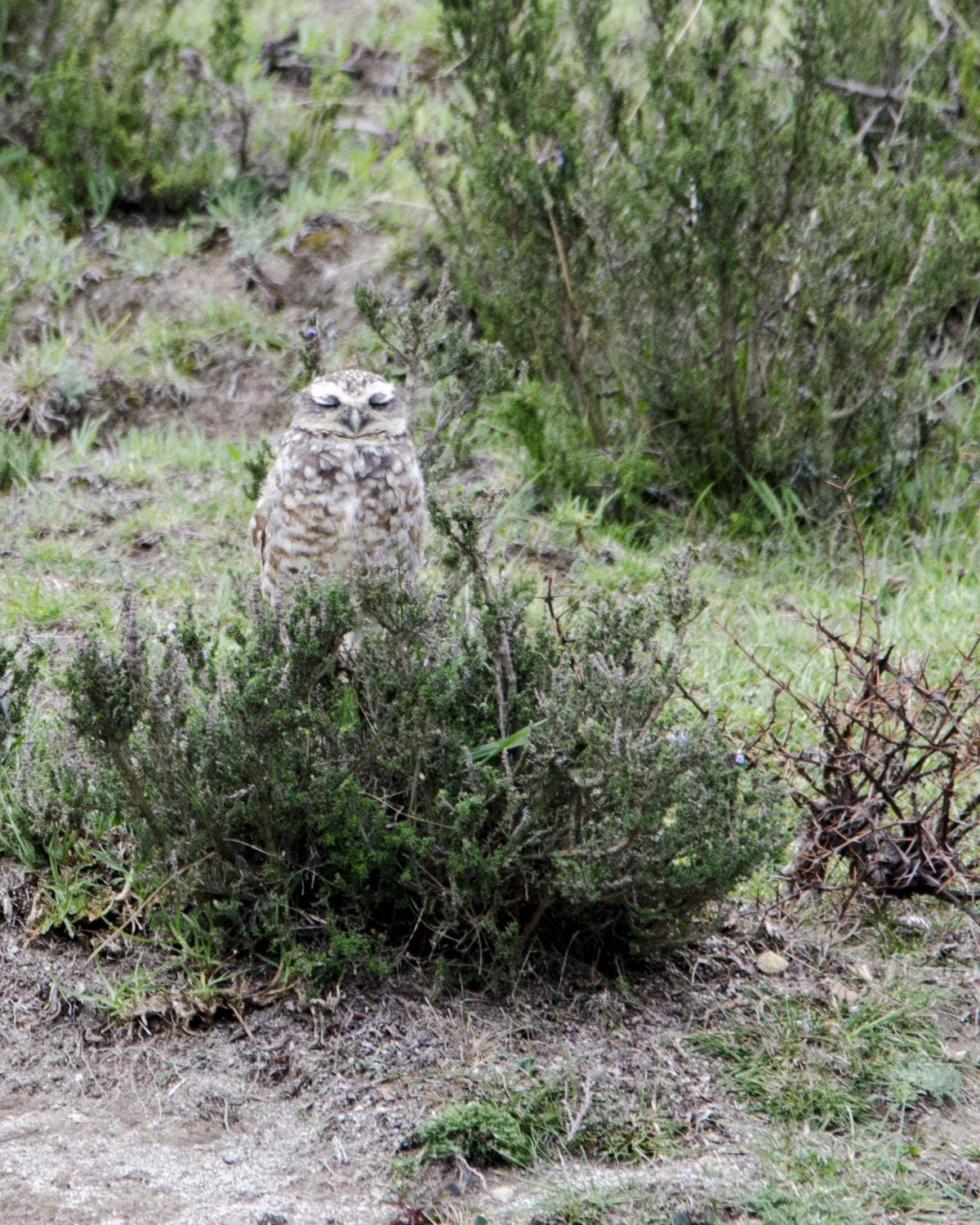 Burrowing Owl; Cochasqui, Pichincha, Ecuador | ©Angela Drake / Not Your Average American Burrowing Owl; Cochasqui, Pichincha, Ecuador | ©Angela Drake / Not Your Average American