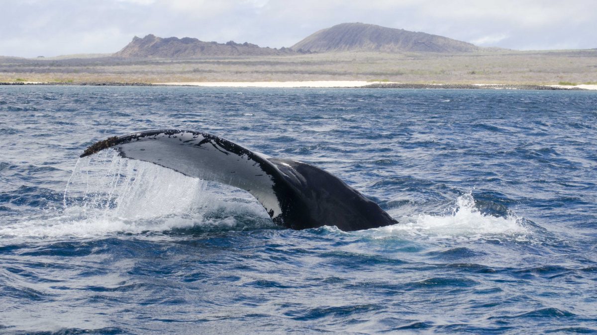 The Dream Galapagos Land Based Tour
