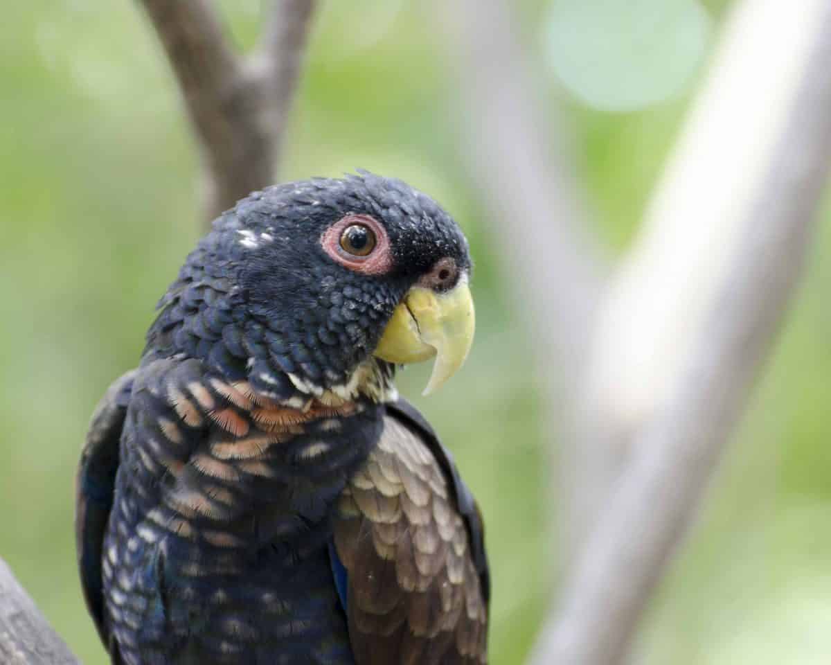 Parrot, Parque Histórico, Guayaquil, Ecuador | ©Angela Drake Parrot, Parque Histórico, Guayaquil, Ecuador | ©Angela Drake