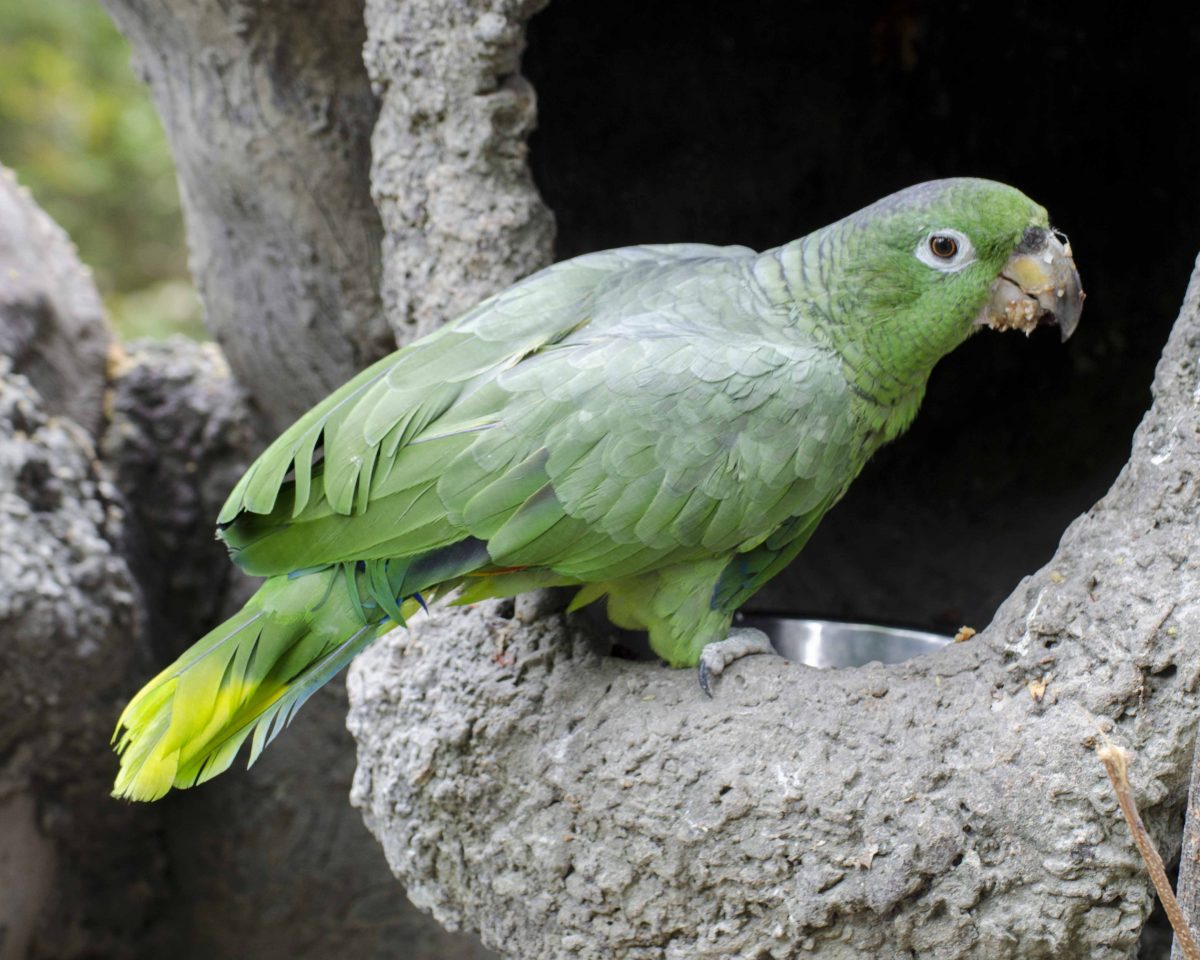 Parrot, Parque Histórico, Guayaquil, Ecuador | ©Angela Drake Parrot, Parque Histórico, Guayaquil, Ecuador | ©Angela Drake