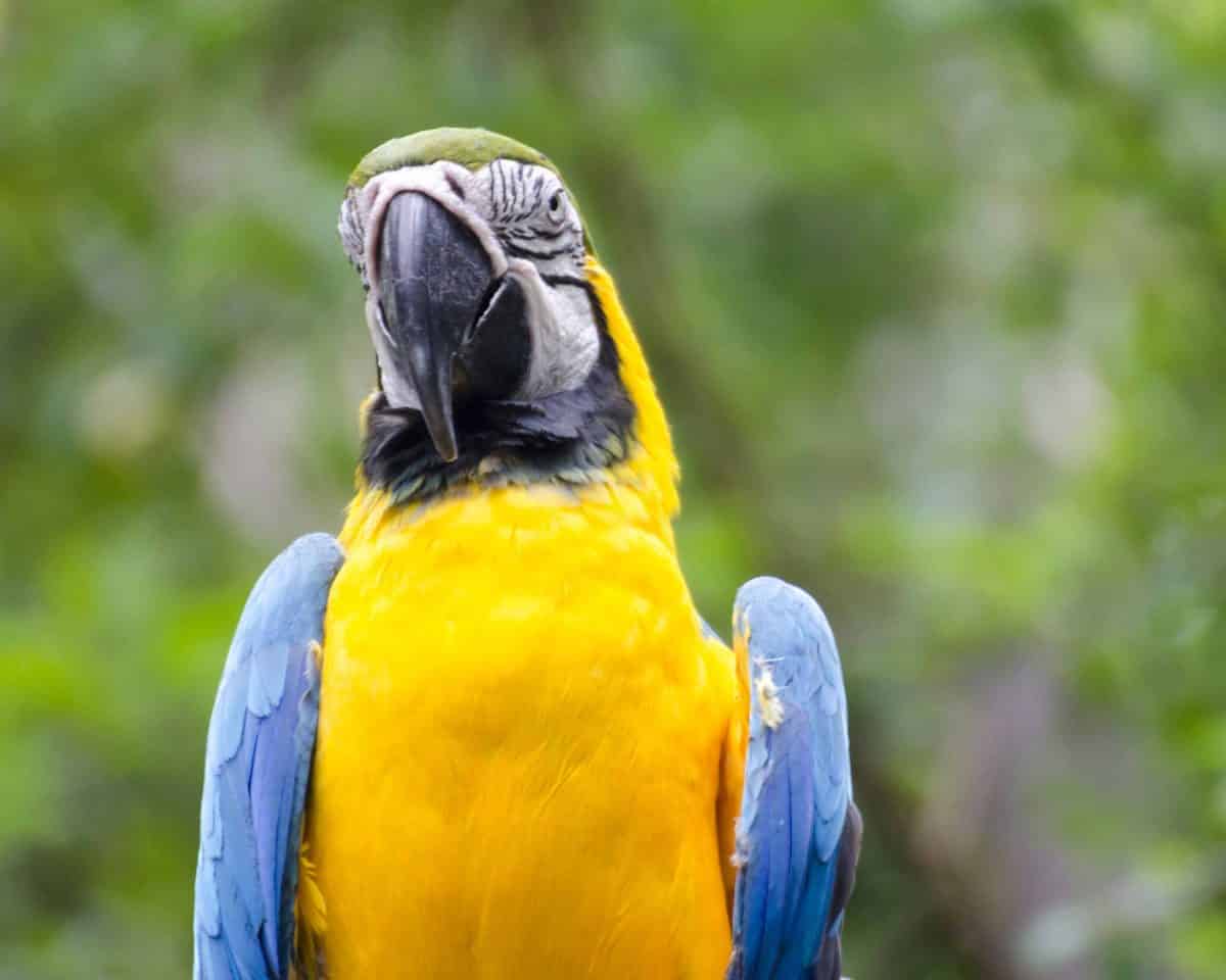 Parrot, Parque Histórico, Guayaquil, Ecuador | ©Angela Drake Parrot, Parque Histórico, Guayaquil, Ecuador | ©Angela Drake