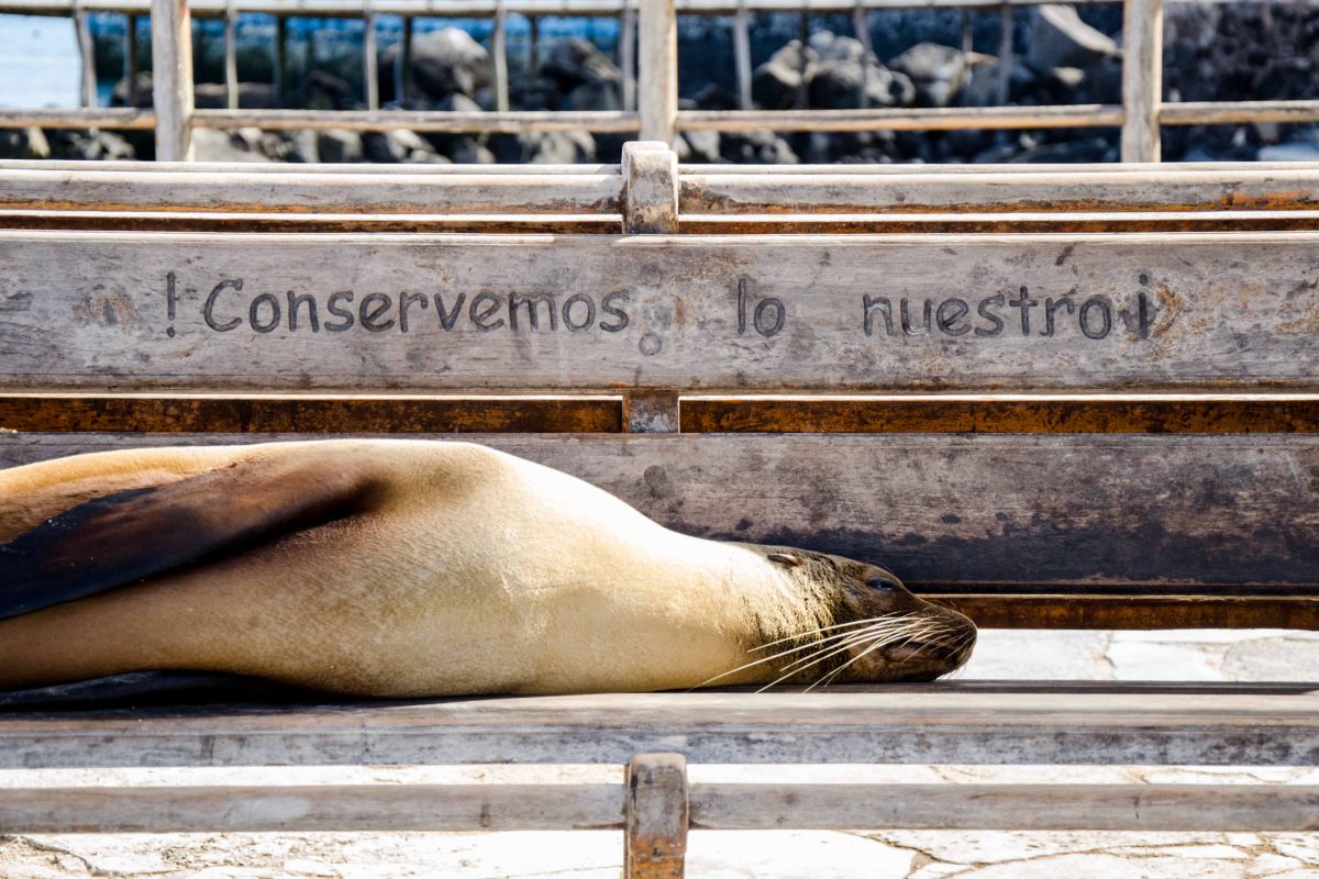New Galapagos Entry Rules for 2018