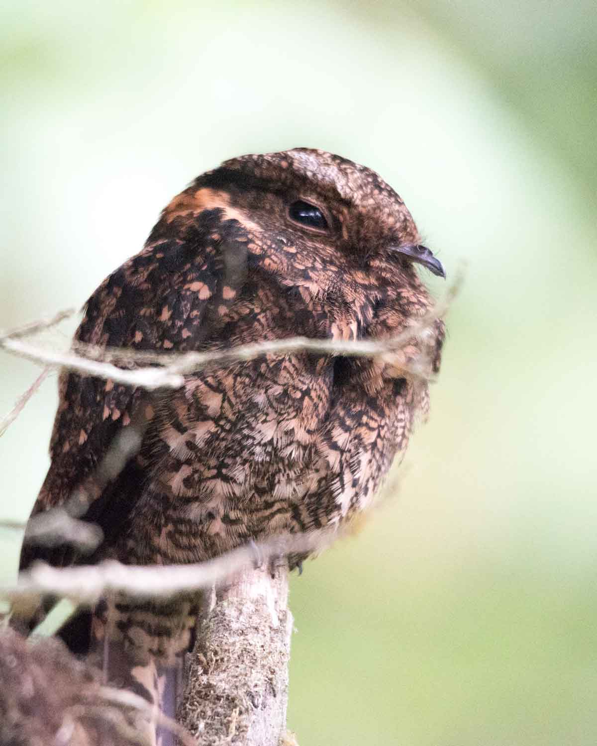 Un potoo común visto cerca de Mashpi, Ecuador | ©Angela Drake