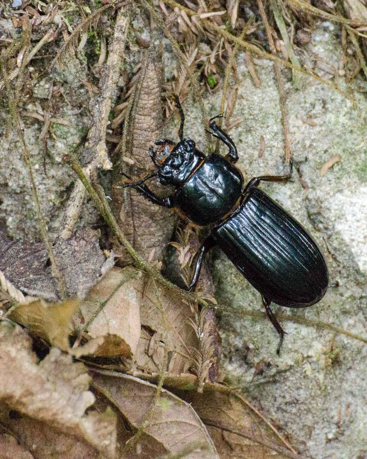Escarabajo no identificado visto en el Ecolodge San Jorge de Tandayapa | ©Angela Drake