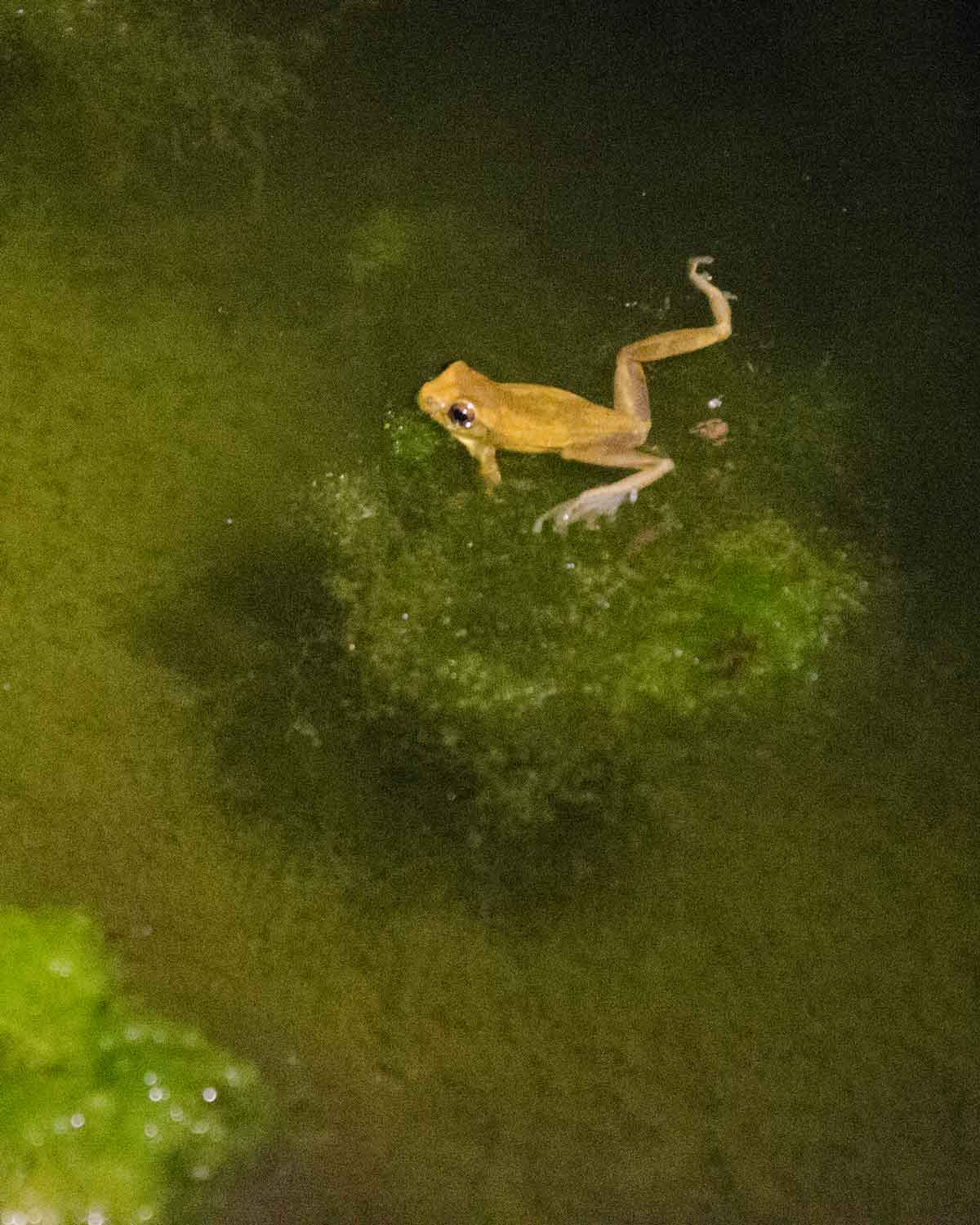 Una rana no identificada vista en el Ecolodge San Jorge de Tandayapa | ©Angela Drake