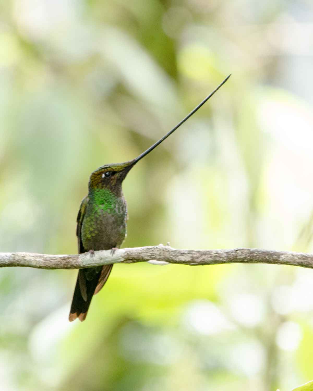 Un colibrí picoespada visto en la Reserva Yanacocha | ©Angela Drake