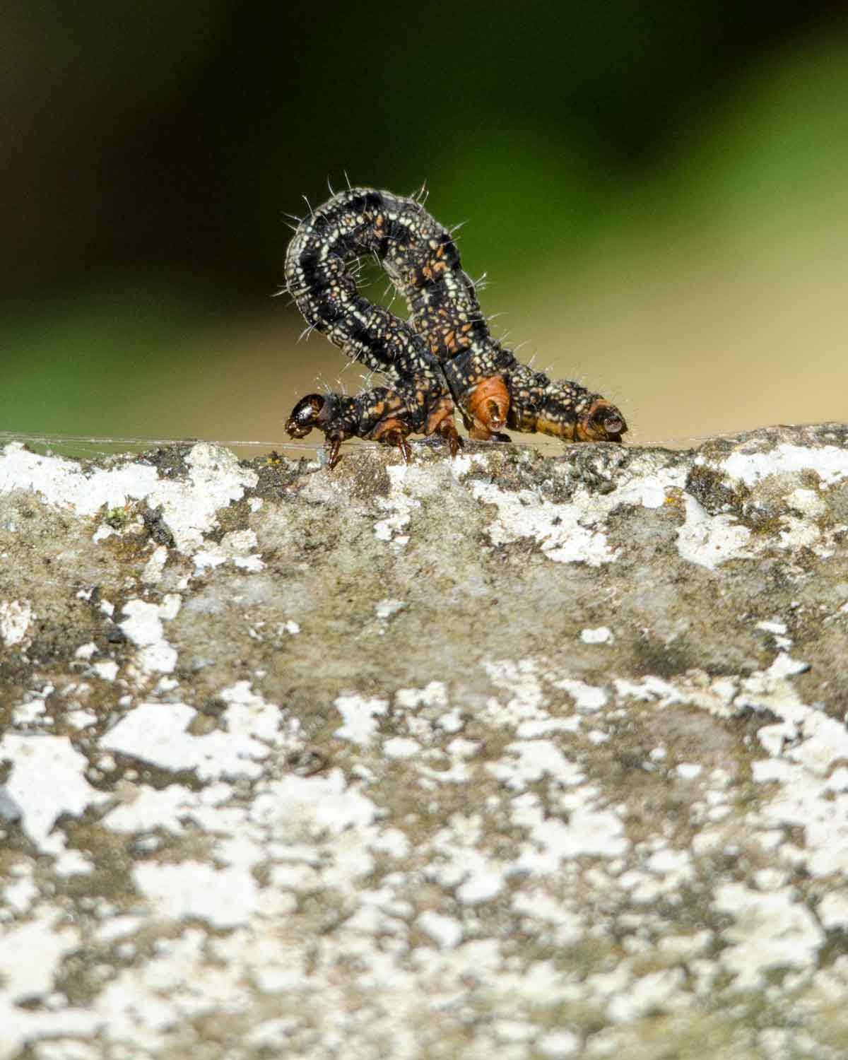 Un gusano medidor no identificado visto en el Ecolodge San Jorge de Tandayapa | ©Angela Drake