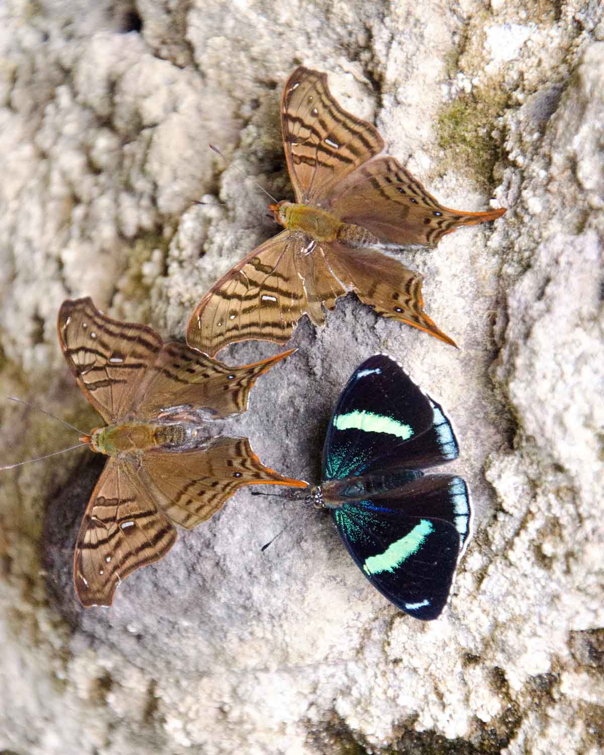 Mariposas no identificadas vistas en la carretera Nono-Mindo | ©Angela Drake