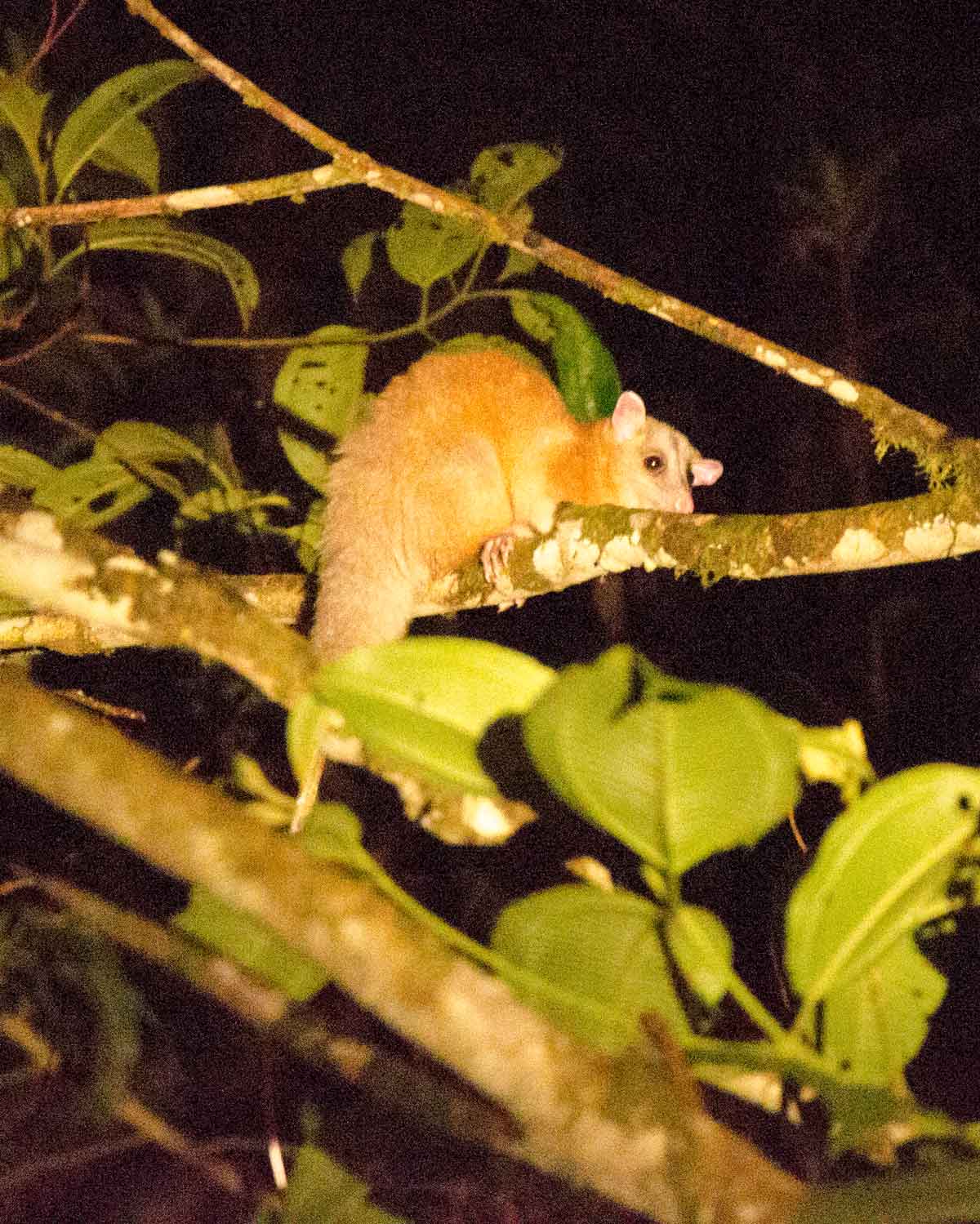 Una zarigüeya de orejas blancas vista en el Ecolodge San Jorge de Milpe | ©Angela Drake