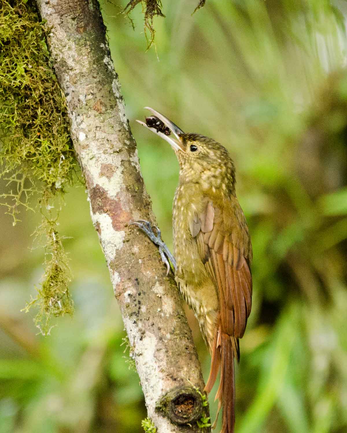 Un trepador de pico fuerte visto en el Ecolodge San Jorge de Milpe | ©Angela Drake