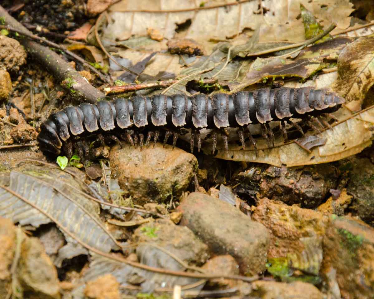 Un ciempiés no identificado visto en el Ecolodge San Jorge de Milpe | ©Angela Drake