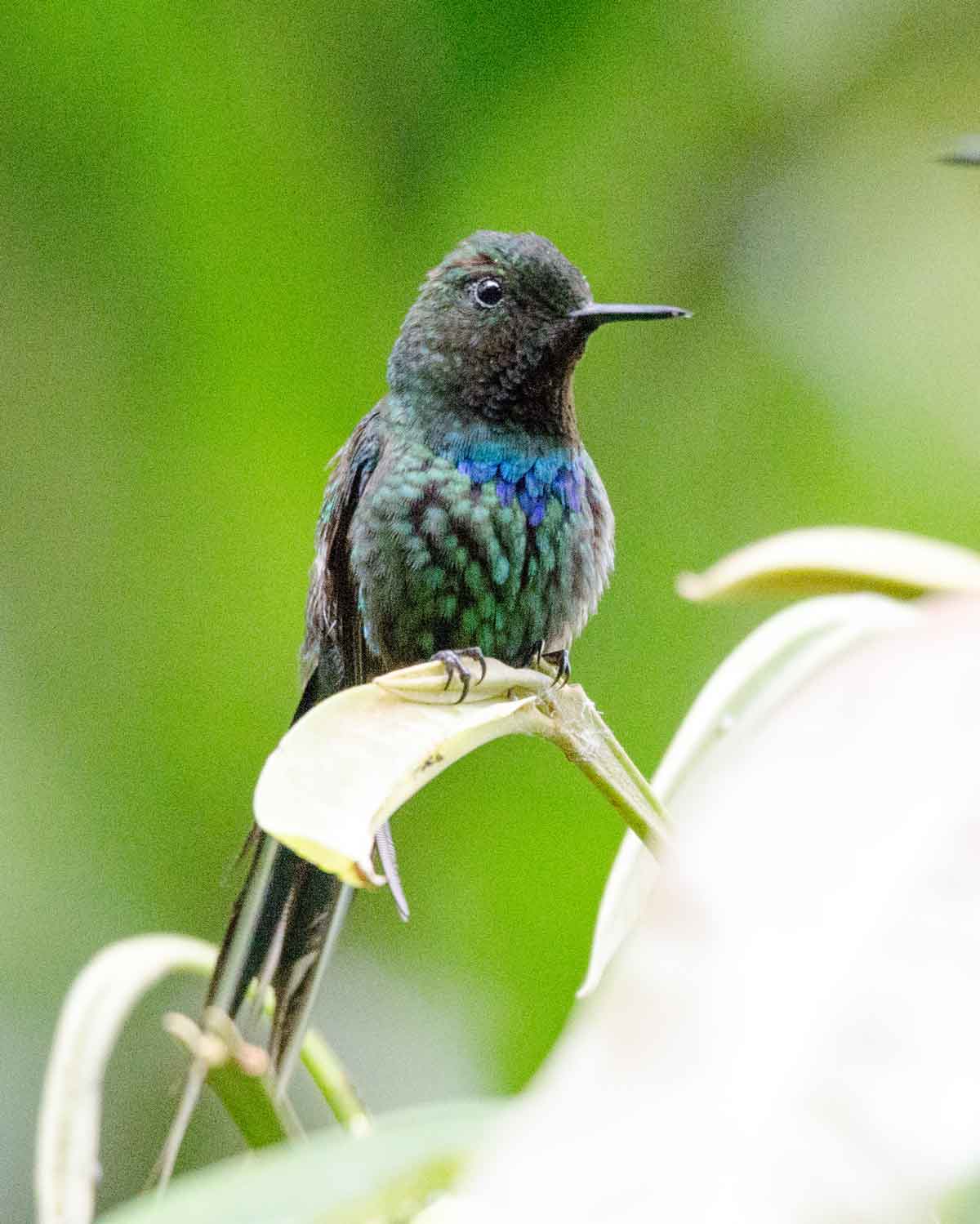 Un colibrí colicastaño verde visto en la Mindo Cloud Forest Foundation | ©Angela Drake