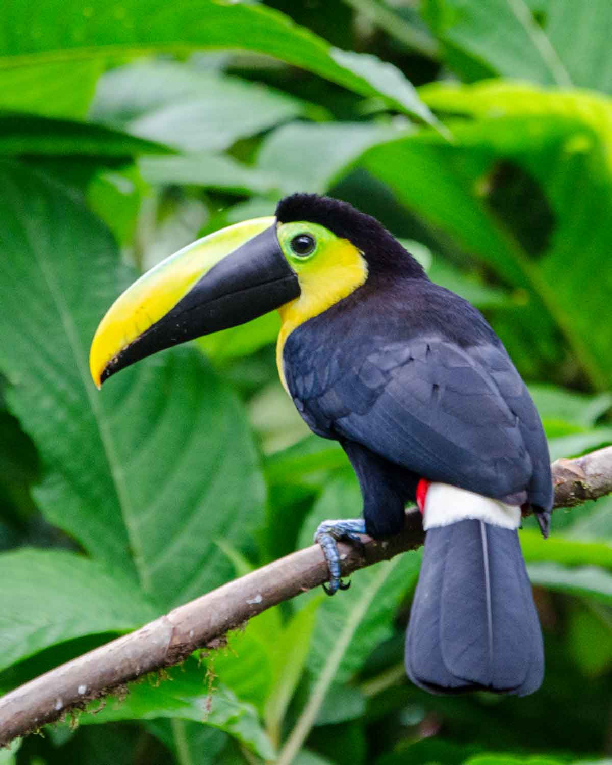 El endémico tucán del Chocó visto en la Mindo Cloud Forest Foundation | ©Angela Drake
