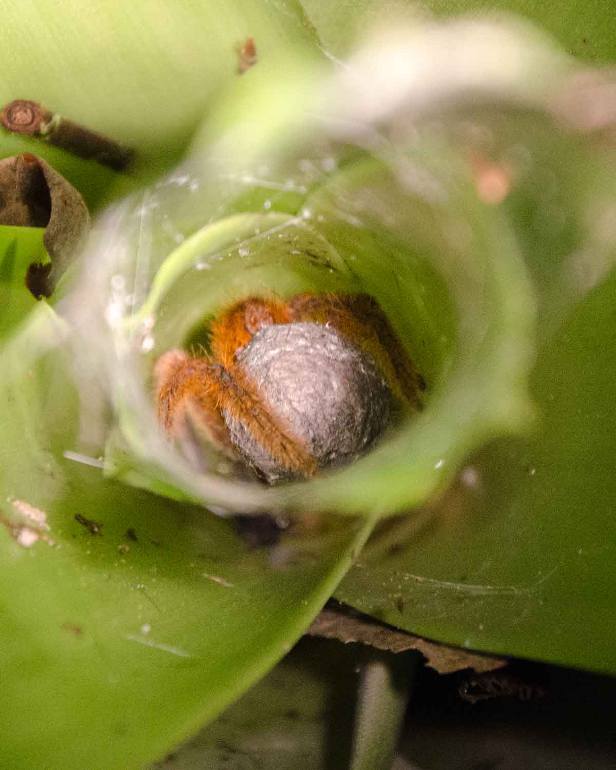 Una araña tarántula no identificada sosteniendo un saco de huevos; Ecolodge San Jorge de Milpe | ©Angela Drake