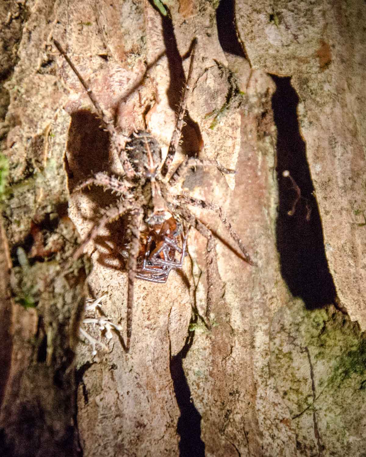Una araña no identificada con presa; Ecolodge San Jorge de Milpe | ©Angela Drake