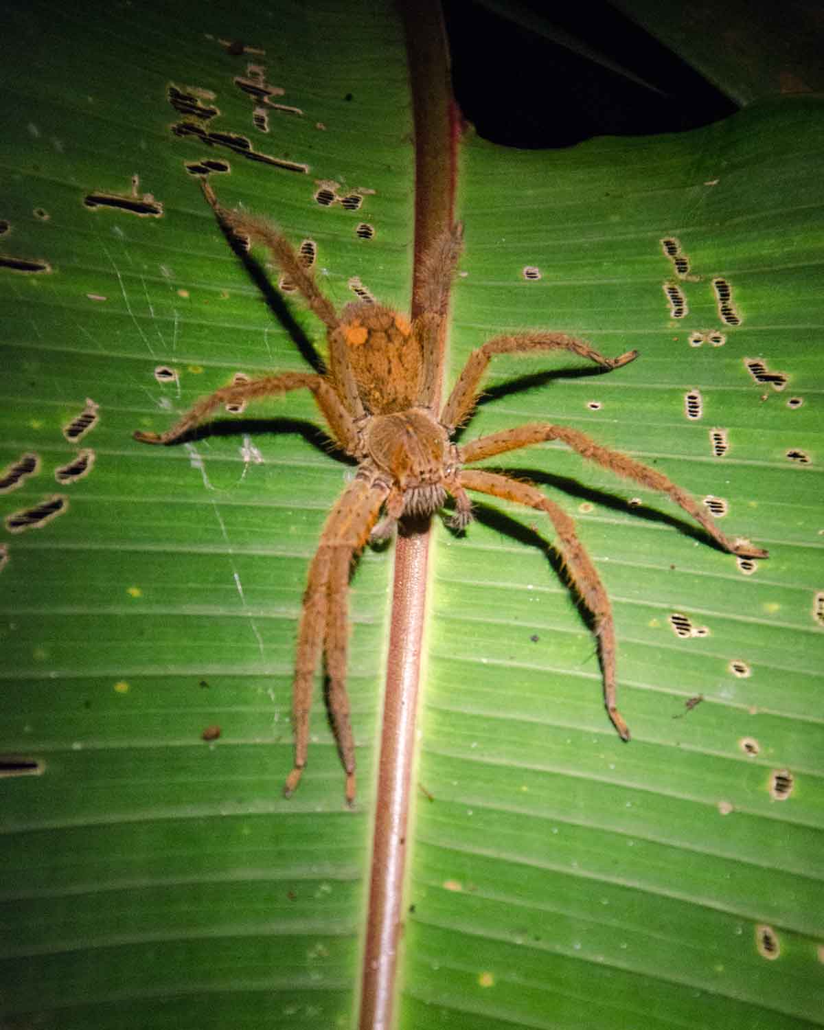 Una araña tarántula no identificada vista en el Ecolodge San Jorge de Milpe | ©Angela Drake