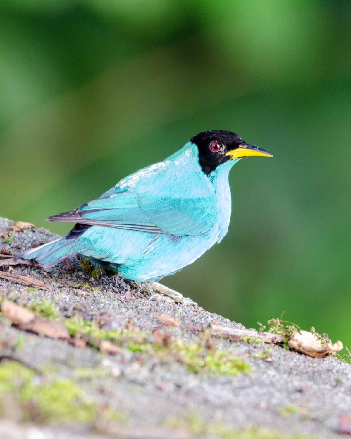 Un mielero verde visto en el Ecolodge San Jorge de Milpe | ©Angela Drake