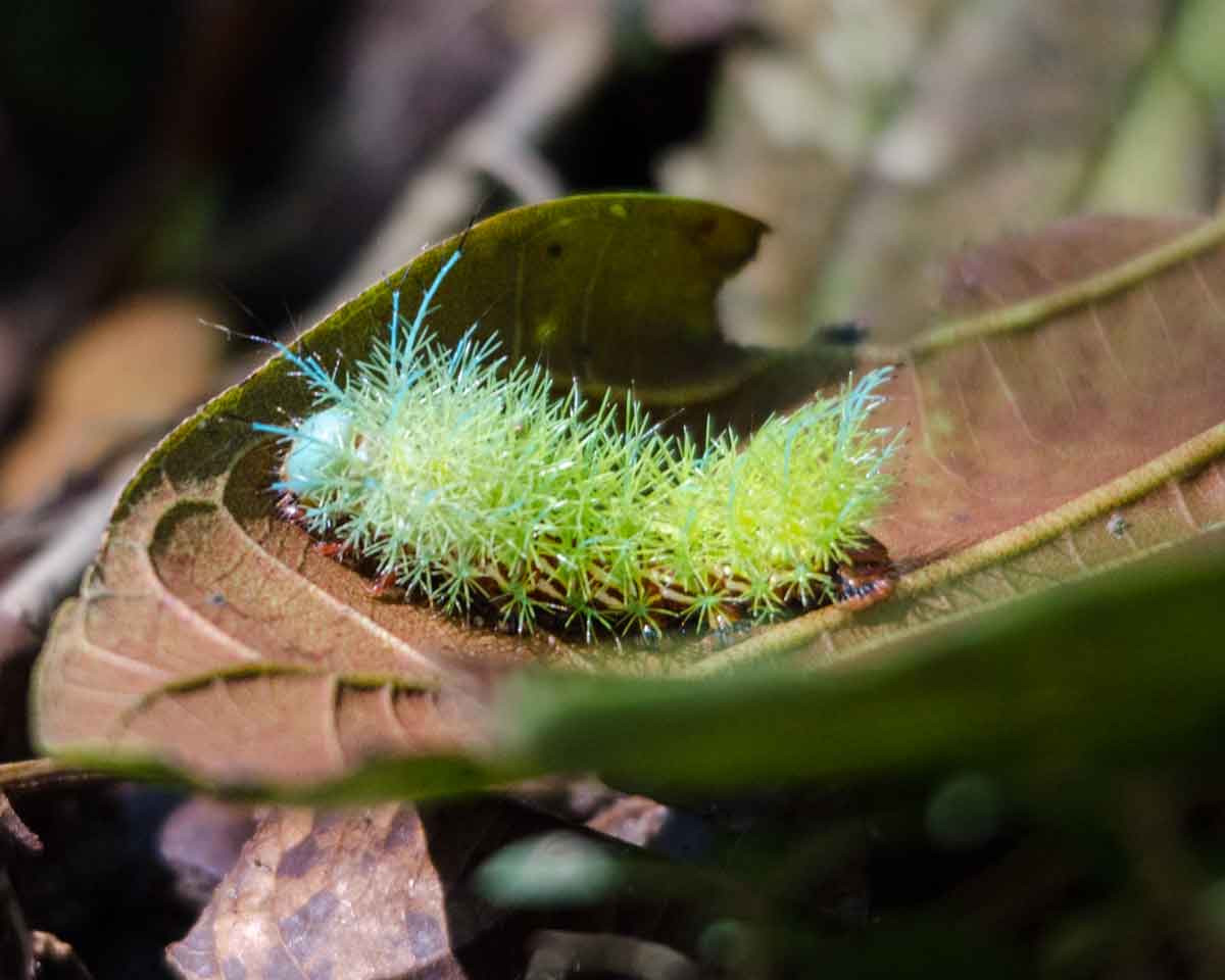 Una oruga no identificada vista en el Ecolodge San Jorge de Milpe | ©Angela Drake