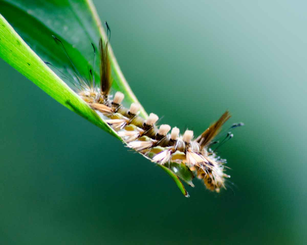 Una oruga no identificada vista en la Reserva de Orquídeas Pahuma | ©Angela Drake