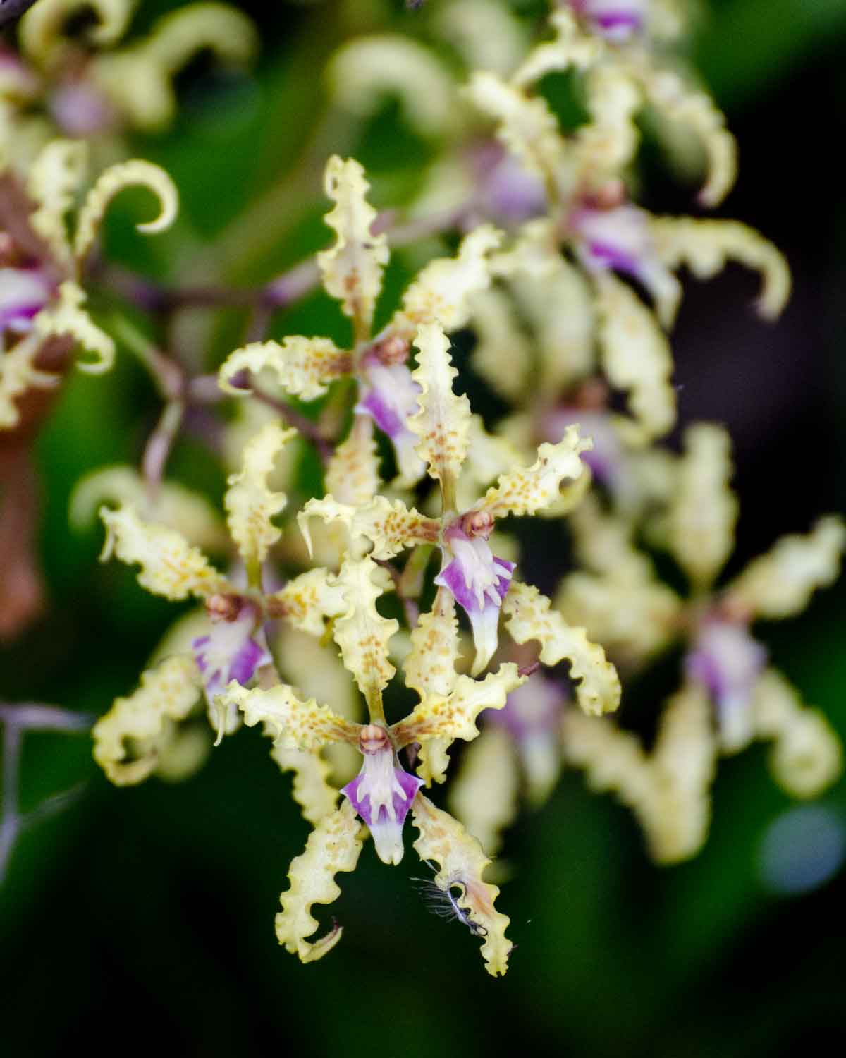 Orquídeas de la Reserva de Biosfera Chocó Andino de Pichincha | ©Angela Drake