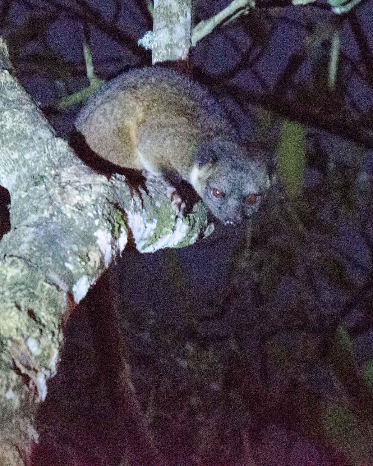Un kinkajú visto en el Ecolodge San Jorge de Tandayapa | ©Angela Drake