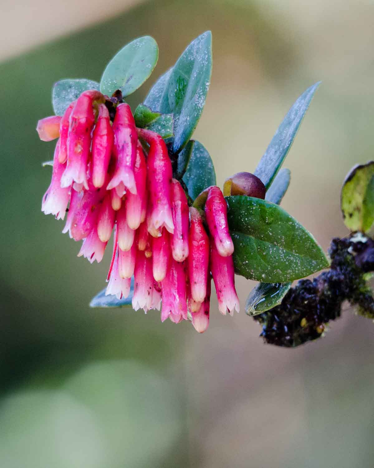 Pendientes inca de la Reserva Yanacocha | ©Angela Drake