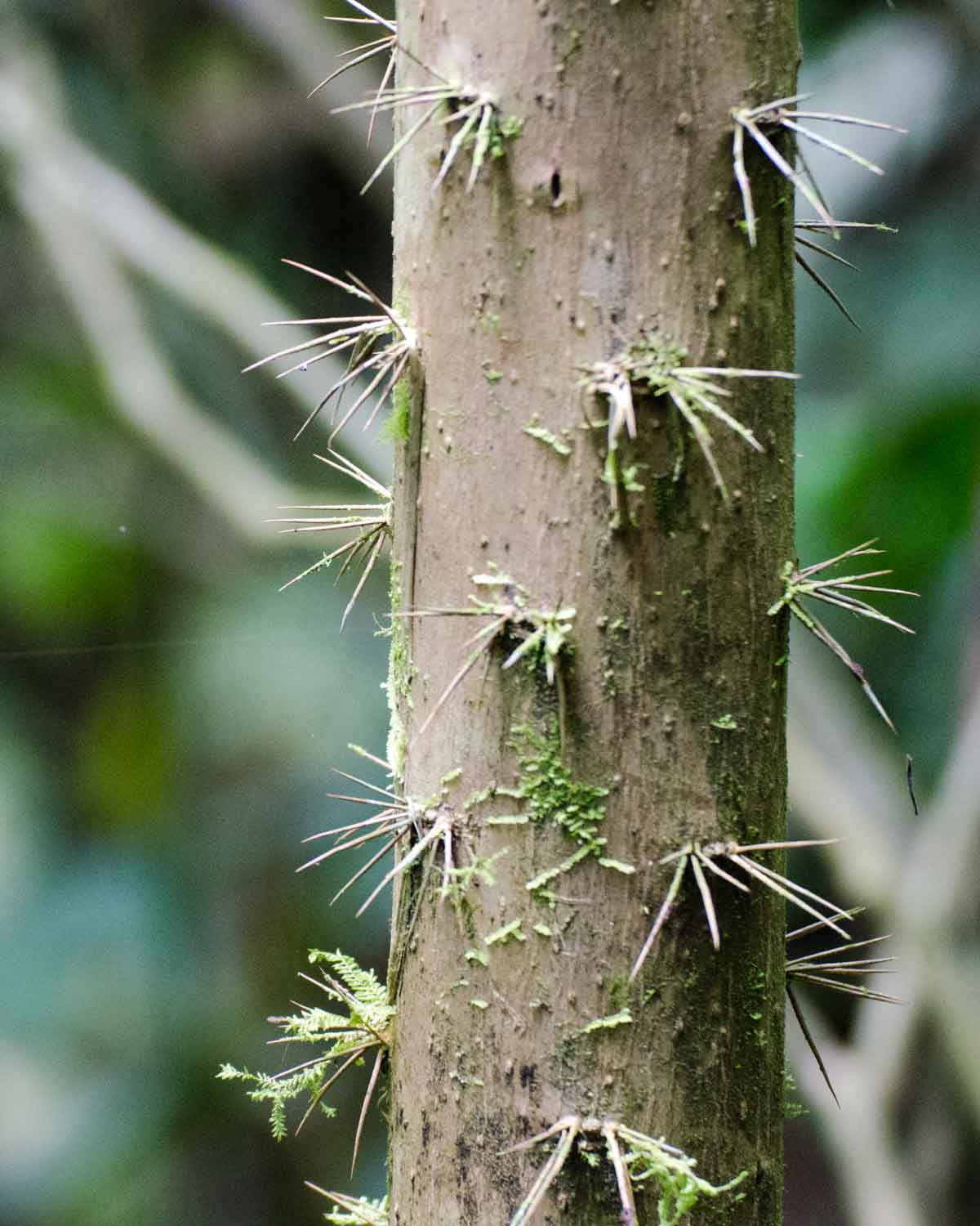 Ejemplo de espinas en un árbol en los bosques nubosos del Chocó Andino, Ecuador | ©Angela Drake