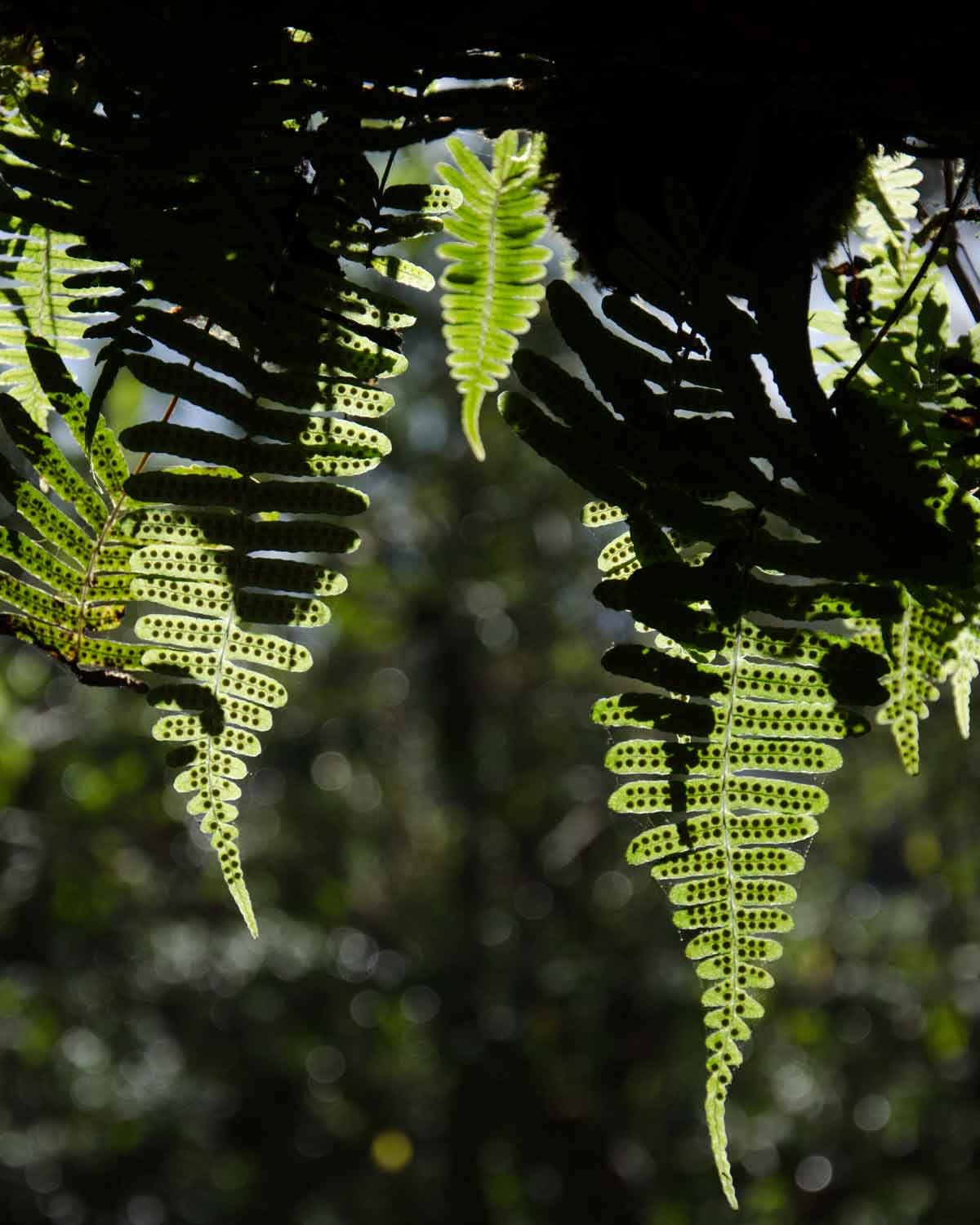 Un ejemplo de helechos que se encuentran por toda la Reserva de Biosfera Chocó Andino, Ecuador | ©Angela Drake