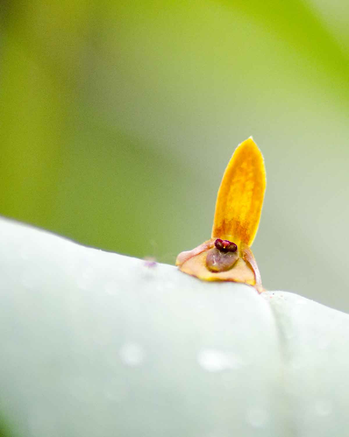 Orquídeas de la Reserva de Biosfera Chocó Andino de Pichincha | ©Angela Drake