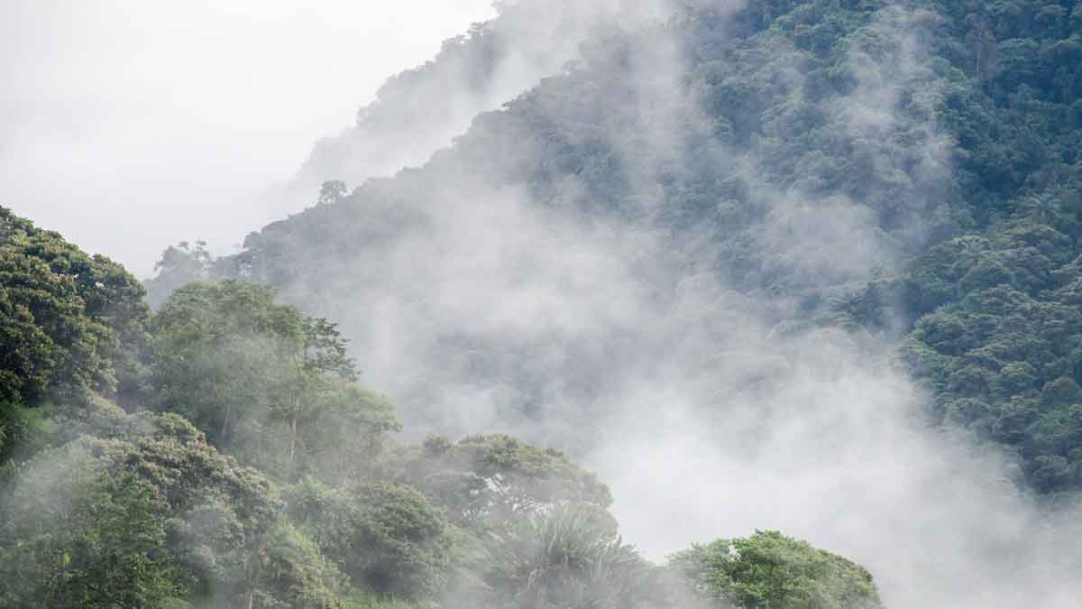 Bosques nubosos de gran altitud de la Reserva de Biosfera Chocó Andino, Ecuador | ©Angela Drake