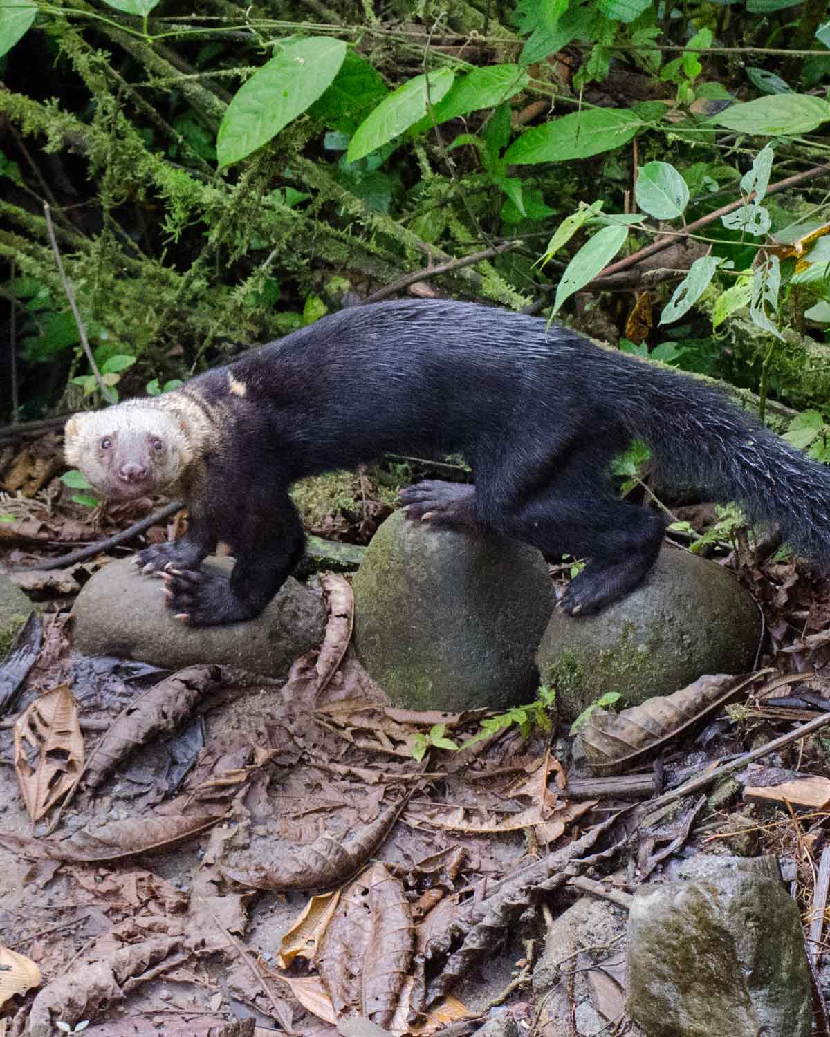 Una tayra juvenil vista en el Ecolodge San Jorge de Milpe | ©Angela Drake