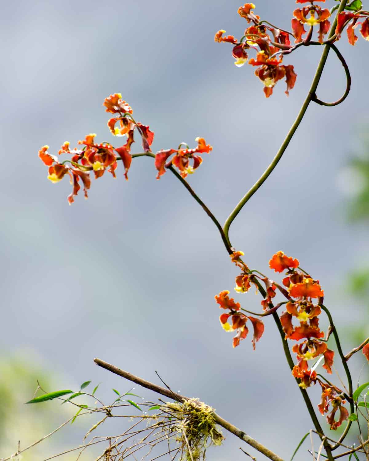Orquídeas de la Reserva de Biosfera Chocó Andino de Pichincha | ©Angela Drake