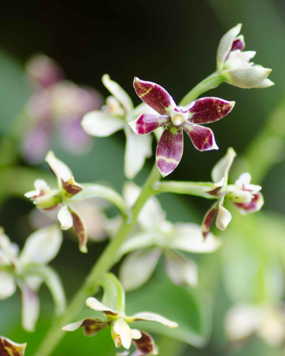 Orquídeas de la Reserva de Biosfera Chocó Andino de Pichincha | ©Angela Drake
