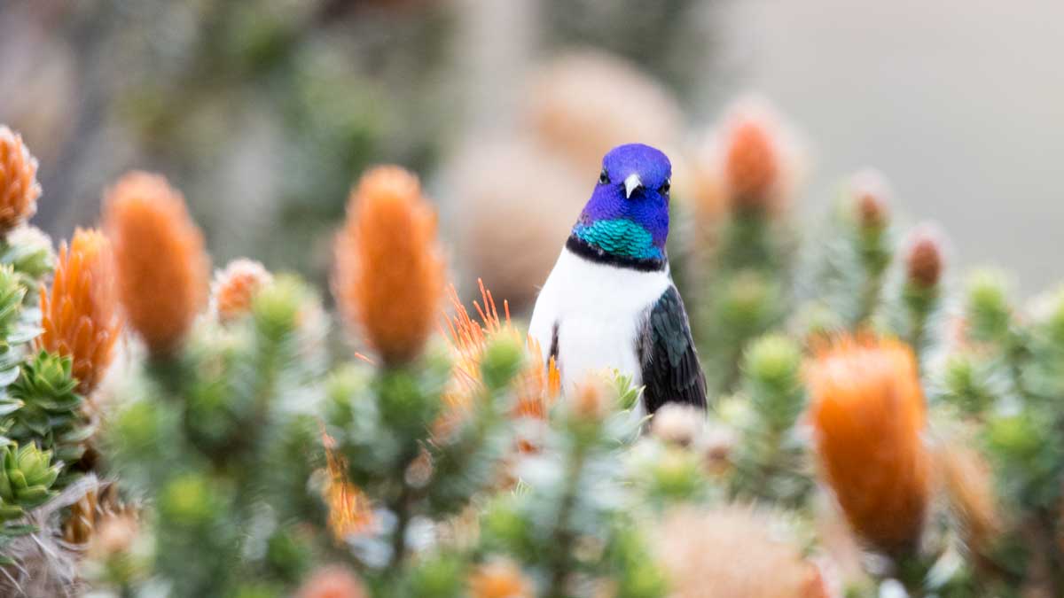 The Iconic Star of Chimborazo Hummingbird