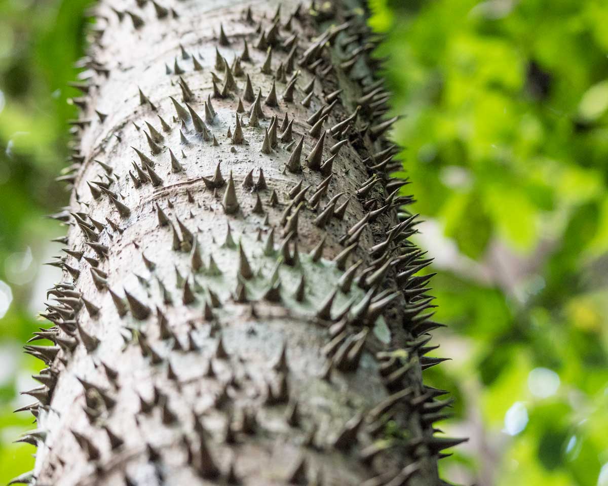 A white tree trunk is covered in stubby, gray thorns