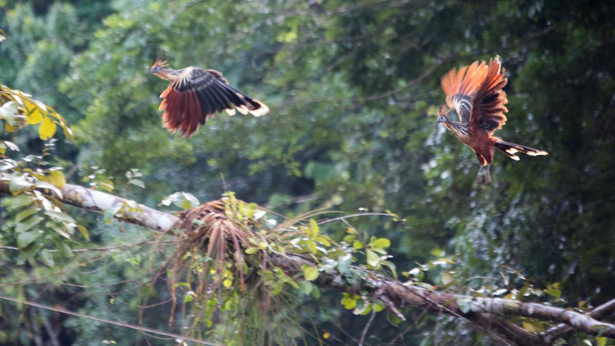 Hoatzin, Upper Cuyabeno River, Ecuador | ©Angela Drake