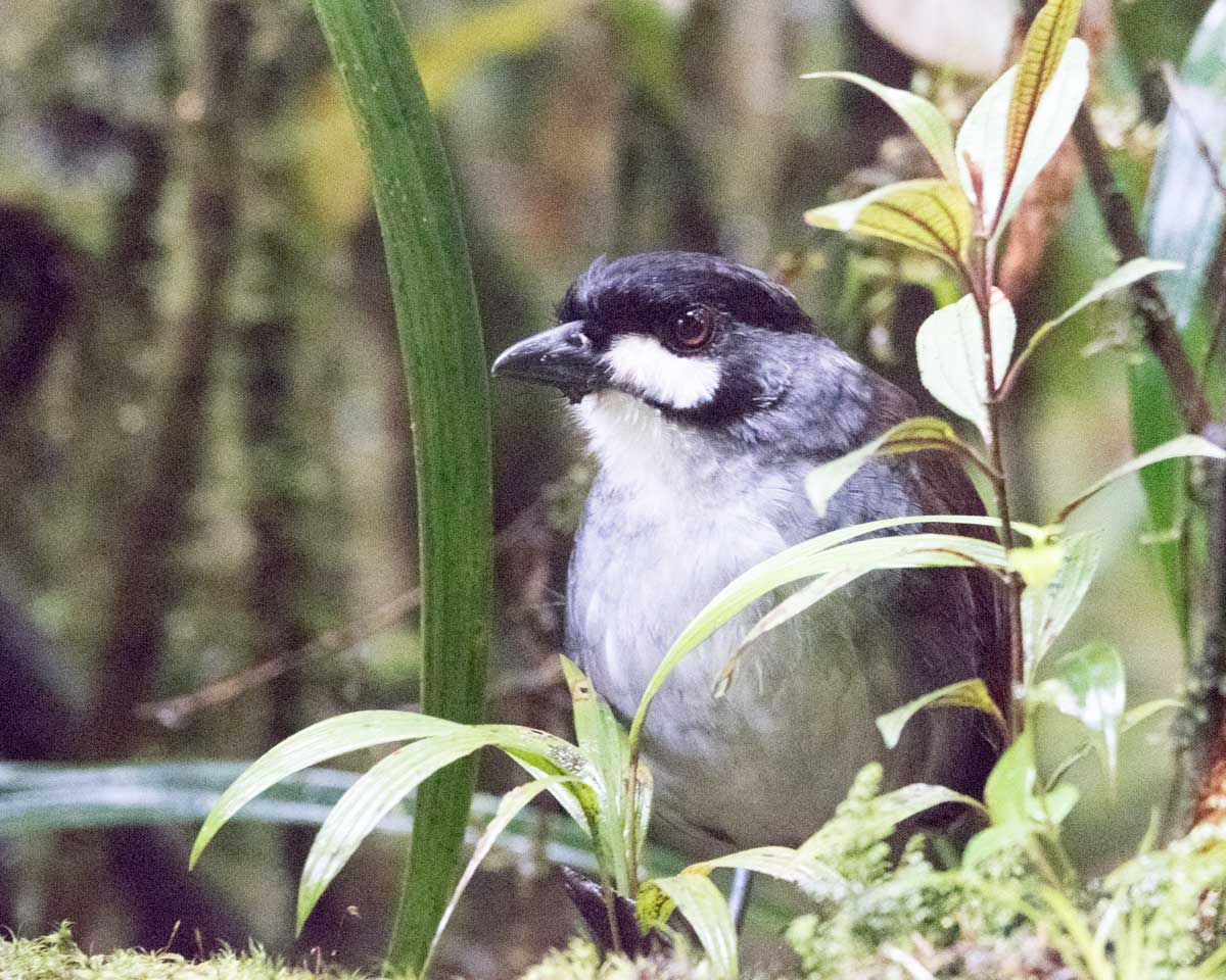 The Jocotoco Antpitta, Tapichalaca Reserve, Southern Ecuador | ©Angela Drake The Jocotoco Antpitta, Tapichalaca Reserve, Southern Ecuador | ©Angela Drake