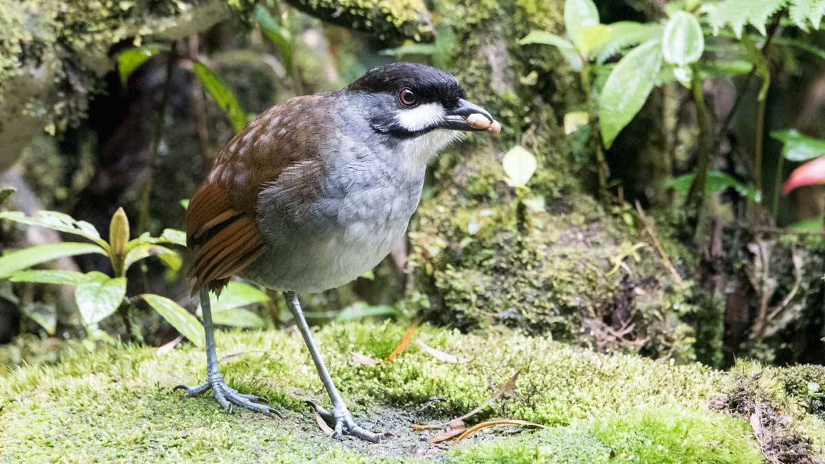 The Quirky Jocotoco Antpitta