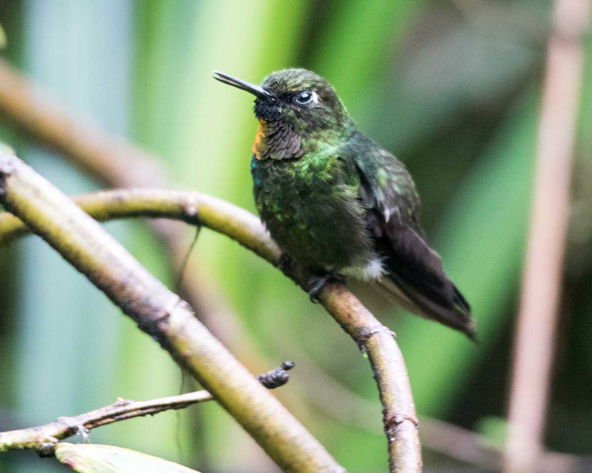 The Flame-throated Sunangel, Tapichalaca Reserve, Ecuador | ©Angela Drake The Flame-throated Sunangel, Tapichalaca Reserve, Ecuador | ©Angela Drake